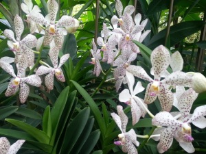 These spotted orchids were just one of many beautiful flowers on display.